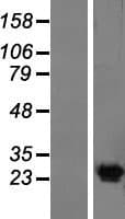 KV6.4 / KCNG4 Protein (Over-Expression Lysate Myc-DDK (Flag))