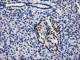 PDE4B Antibody (clone OTI2B6)
