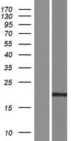 CRISP1 Protein (Over-Expression Lysate Myc-DDK (Flag))