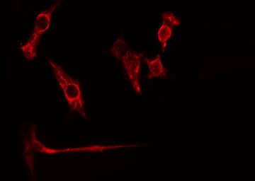 RPL26L1 Antibody