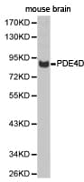 PDE4D Antibody