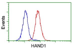 IHC-plus™ HAND1 Antibody (clone 1G10)