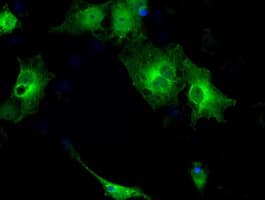 GBP2 Antibody (clone OTI4H2)