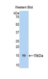 THY1 / CD90 Antibody (aa20-133, Cy3)
