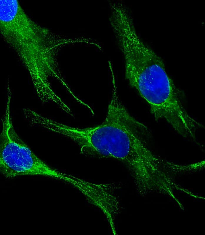 Monoclonal Mouse anti-Human KRT19 / CK19 / Cytokeratin 19 Antibody (clone 979CT14.3.1, IHC, IF, WB)