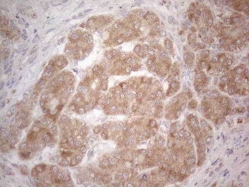 BTG2 Antibody (clone OTI4C10)