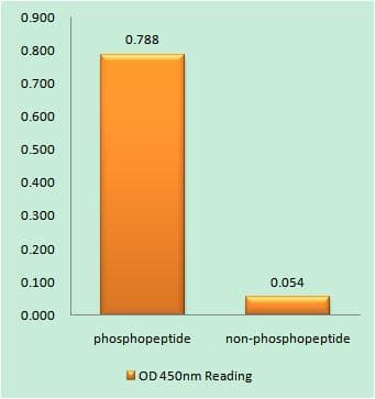 Aurora Kinase B+C Antibody (phospho-Thr236/202)