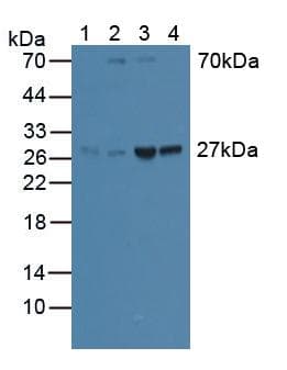 Polyclonal Rabbit anti-Human GAMT Antibody (APC, aa64-236, WB)