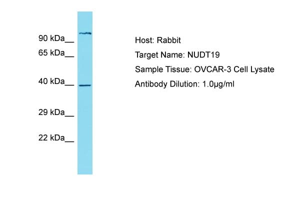 NUDT19 Antibody (aa89-138)