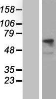 SLC3A2 / CD98 Heavy Chain Protein (Over-Expression Lysate Myc-DDK (Flag))