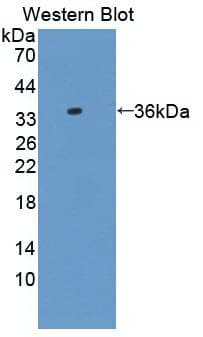 AZGP1 / ZAG Antibody (clone C9, HRP)