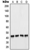 PAX5 Antibody (N-Terminus)