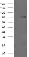 IHC-plus™ GLB1 / Beta-Galactosidase Antibody (clone 2F6)