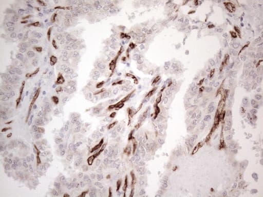 CD34 Antibody (aa312-385, clone OTI12F2)