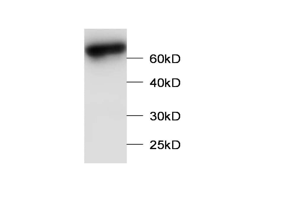 LZTFL1 Antibody