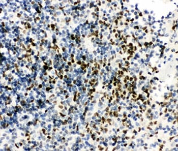 RUNX3 Antibody (aa128-270)