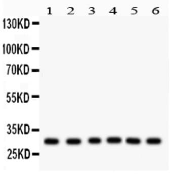 MtTFA / TFAM Antibody (aa214-241)