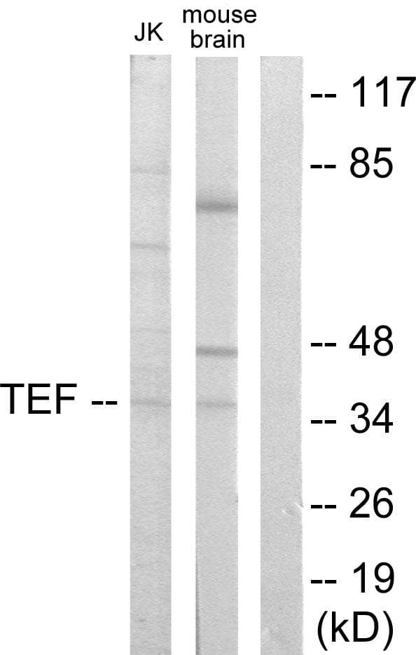 TEF Antibody