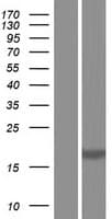 BCL2A1 Protein (Over-Expression Lysate Myc-DDK (Flag))