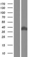 SNX15 Protein (Over-Expression Lysate Myc-DDK (Flag))