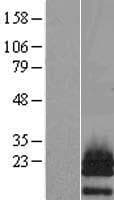PTHLH / PTHRP Protein (Over-Expression Lysate Myc-DDK (Flag))