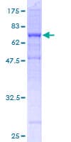 Human TUBB4B / Tubulin Beta 4B Protein (Recombinant GST)