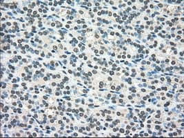 SCYL3 Antibody (clone OTI1A5)