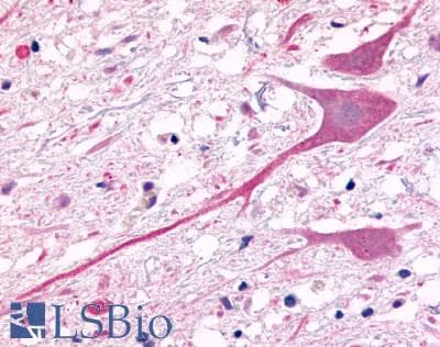 PathPlus™ GPR78 Antibody (C-Terminus)