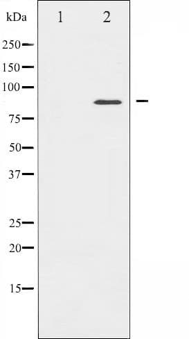 CD44 Antibody