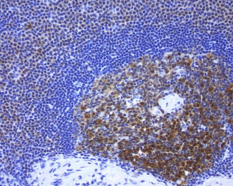POU2AF1 / BOB1 Antibody (clone UMAB220, Carrier-free)