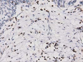 ARHGAP25 Antibody (clone OTI2D5, Carrier-free)
