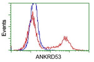 ANKRD53 Antibody (clone OTI1C10)
