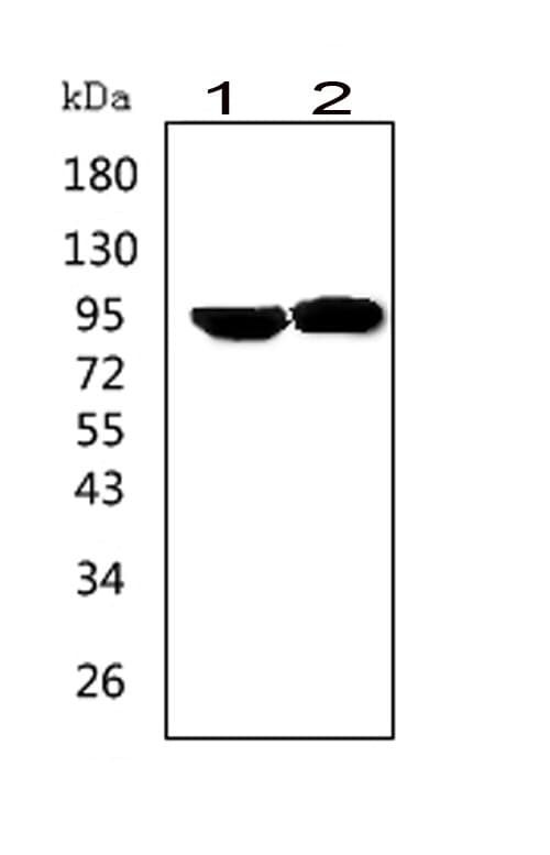 PRLR / Prolactin Receptor Antibody (aa591-605)