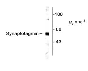SYT1 / Synaptotagmin Antibody