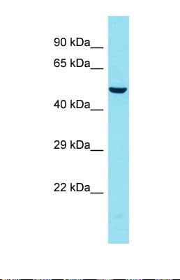 FAM155B / TMEM28 Antibody (N-Terminus)