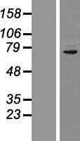 Human CUX1 / CASP Protein (Over-Expression Lysate)
