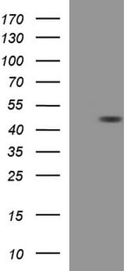 TXNDC5 / ERP46 Antibody (clone OTI1E2, Carrier-free)