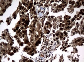 PCNA Antibody (clone OTI3F11)