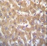 KDM5A / JARID1A Antibody (aa1609-1641)