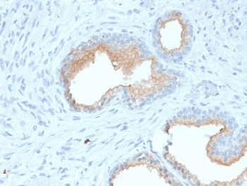 Monoclonal Mouse anti-Human MME / CD10 Antibody (clone MME/1870, IHC, WB)