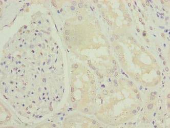 ENPP6 Antibody