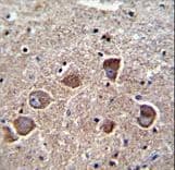 Polyclonal Rabbit anti-Human PPAPDC1A / DPPL2 Antibody (aa6-35, IHC, WB)