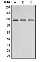 DNMT3B Antibody (N-Terminus)