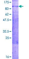 Human ERF / PE2 Protein (Recombinant GST)