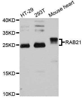 RAB21 Antibody