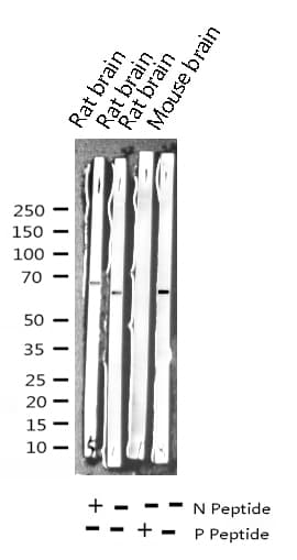 PXN / Paxillin Antibody (phospho-Tyr31)