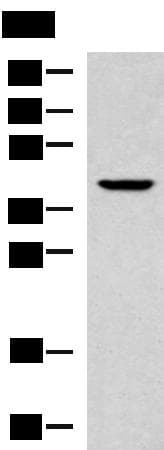 KLF6 Antibody