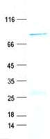 Human CCNA1 / Cyclin A1 Protein (Recombinant GST, N-terminus + His, C-terminus)