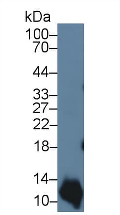 S100A2 Antibody (aa1-97, APC)