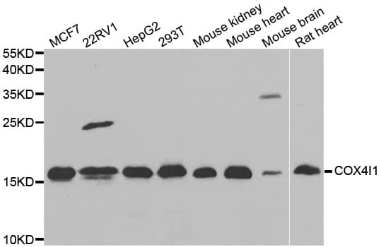 COXIV / COX4 Antibody